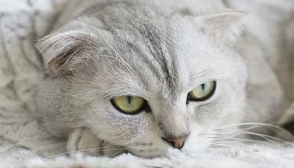 嵊州伴游，定制QQ：3494206190微信：act1322